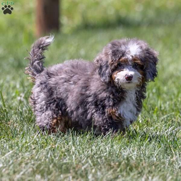 Clementine, Mini Bernedoodle Puppy
